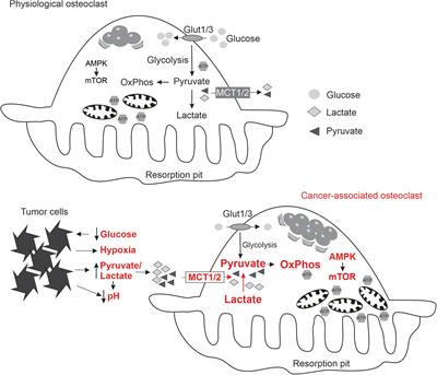 Role of Altered Metabolic Microenvironment in Osteolytic Metastasis